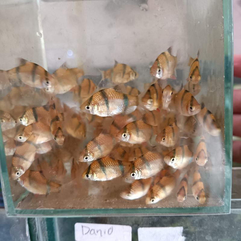 Hiasan Aquarium Ikan Sumatra/Green Sumatra Tiger Barb