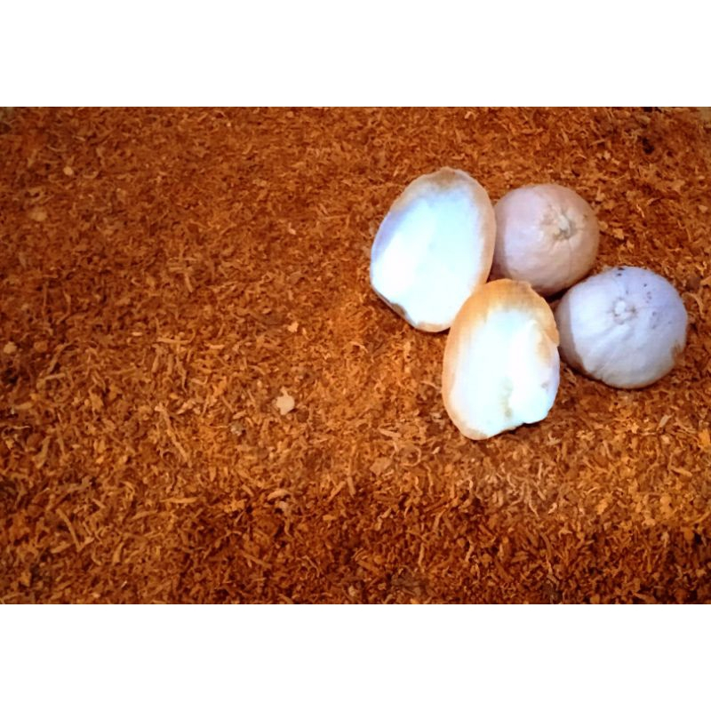 

serbuk biji alpukat murni kering siap saji