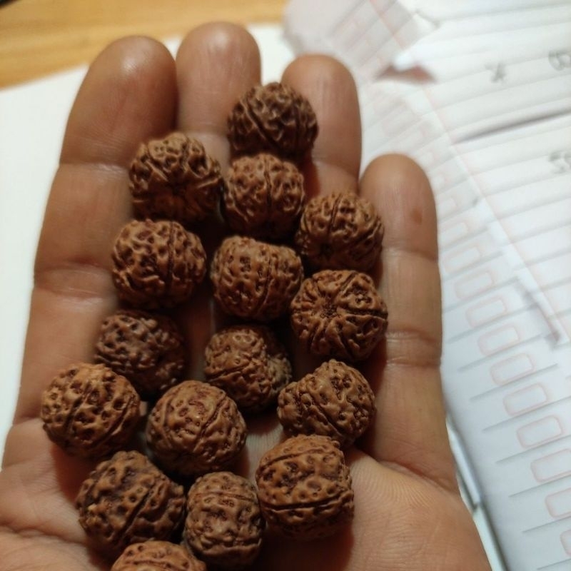 110 pcs rudraksha mukhi 6 size 13_15 mm