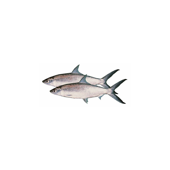

Ikan Bandeng Fresh - 500 Gram