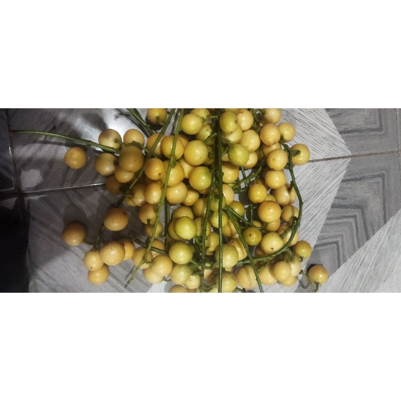 buah mundung / buah kepundung / buah jirak murah meriah 1/2