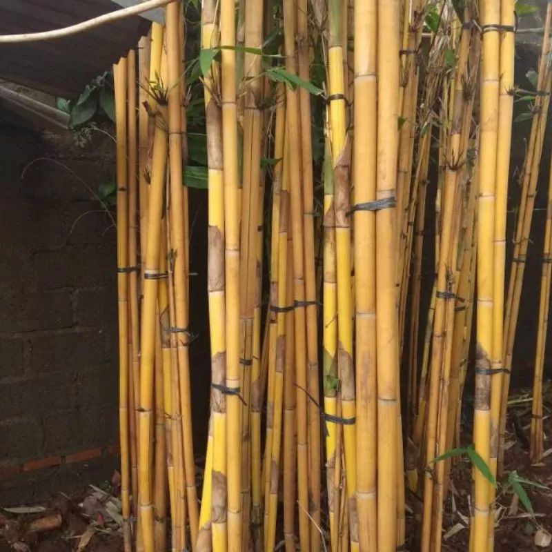 bambu kuning/bambu haur kuning/bambu panda kuning/asli ankan bambu kuning