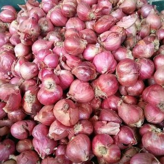 

Brambang sukomoro Asli