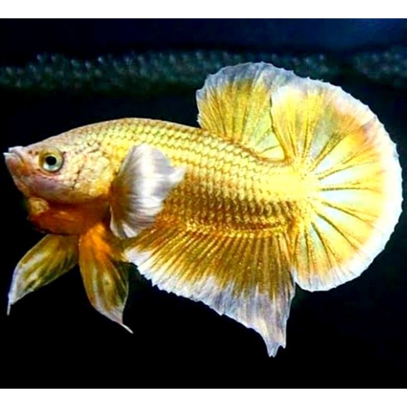 Plakat Hiasan Kamar Dumbo Ear Gold Male/Female