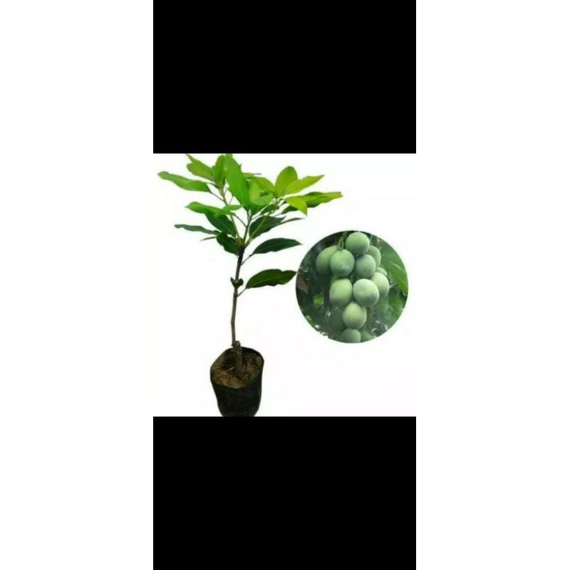 Bibit mangga harum manis //Bibit mangga harum manis okulasi, bibit unggul