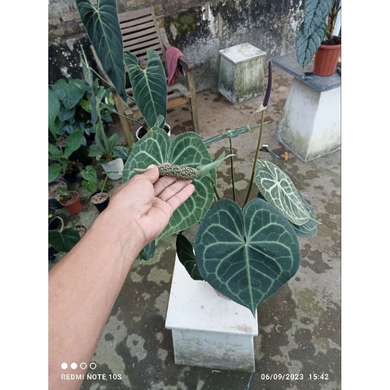 anthurium clarinervium