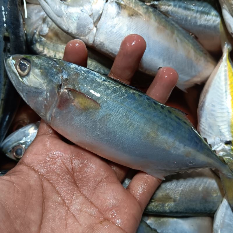 

ikan kembung banjar