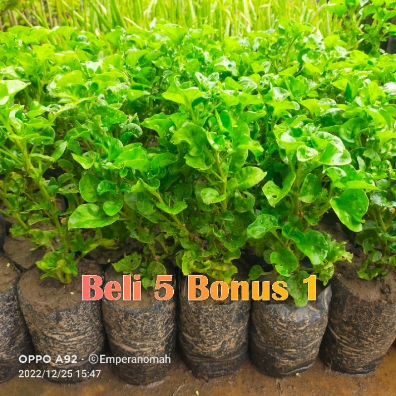 Bibit Bayam Brazil (Alternanthera sissoo) - Siap Tanam Hidroponik & Pot