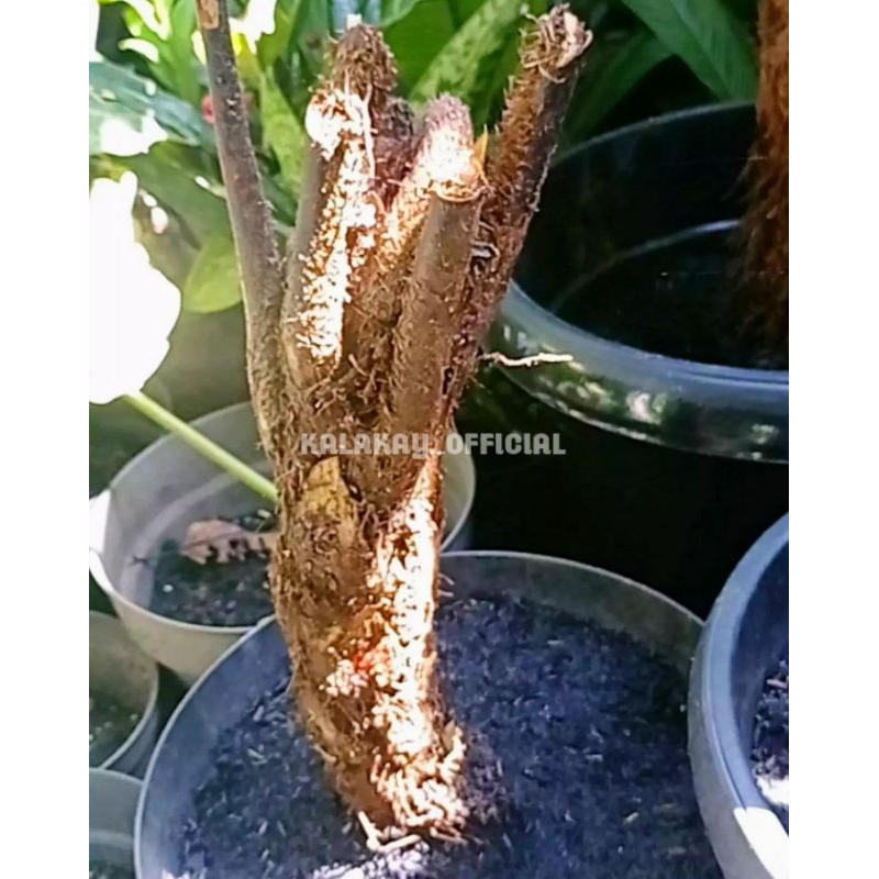 Bibit Tanaman Pakis Paku Tiang, Pakis Haji / Pakis Bulu Menjulang.