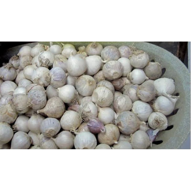 

Bawang Lanang/tunggal