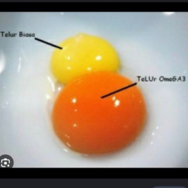 

TELUR BEBEK OMEGA (10 butir)