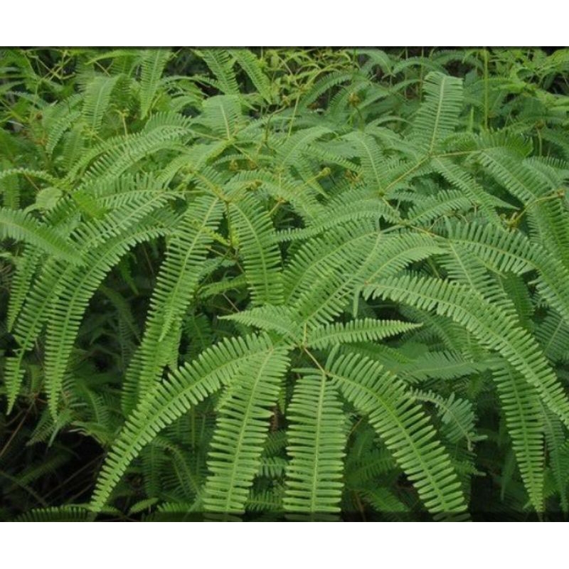 

daun resam 500 gram