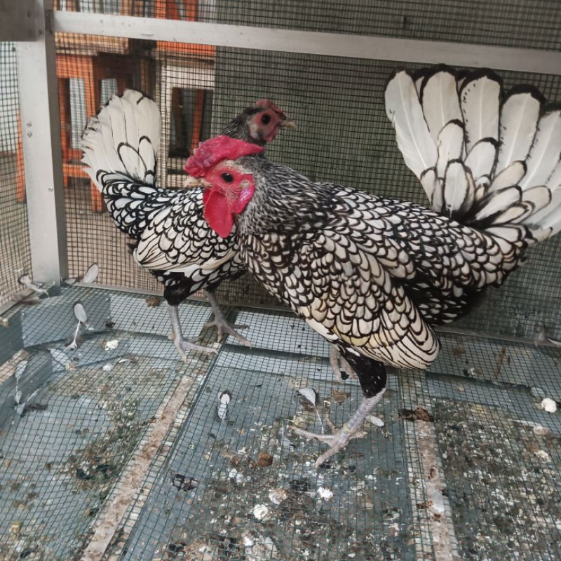 sepasang ayam batik itali siap produk