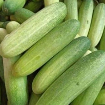

Timun / Cucumber 1 Kg