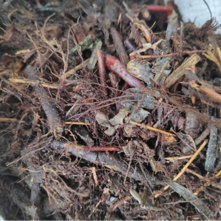 MEDIA TANAM HUMUS ANDAM MURNI SEKARUNG