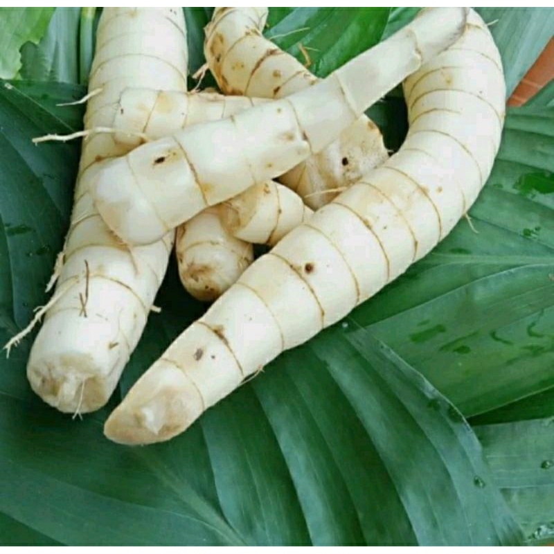 

Umbi Garut Segar 1 Kg / Umbi Garut Obat Lambung / Umbi Garut Obat Lambung Ori / Umbi Garut Asam Lambung / umbi garut mentah