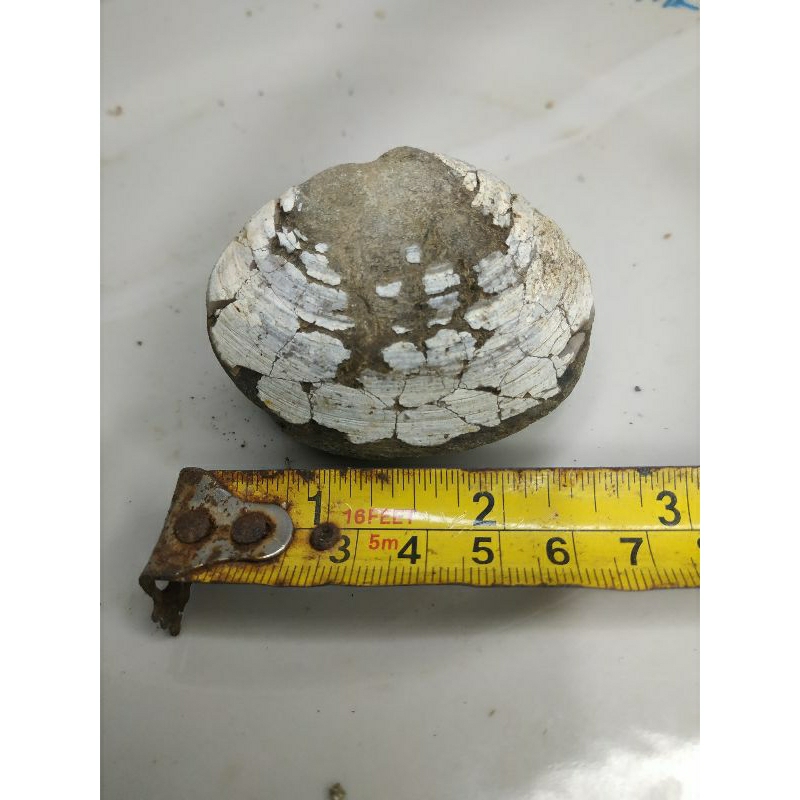 posil kerang besar