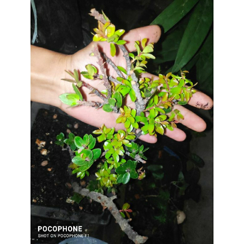 BONSAI SANTIGI / MANISREJO / SANTIGI GUNUNG