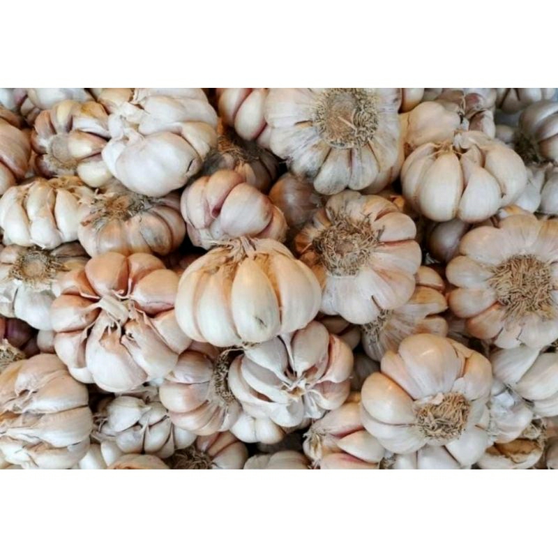 

bawang putih 1kg