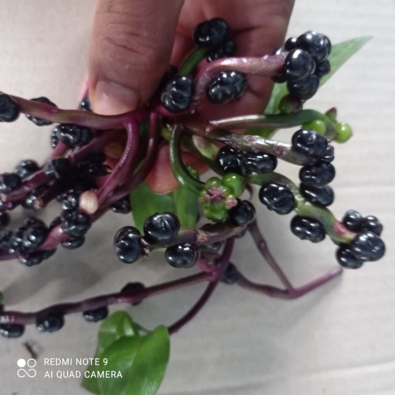 

buah angkung|obat struk 100 biji