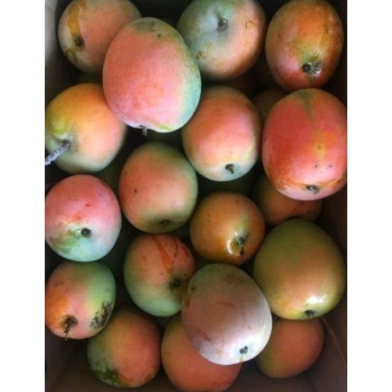 

mangga gedong gincu lima kilo