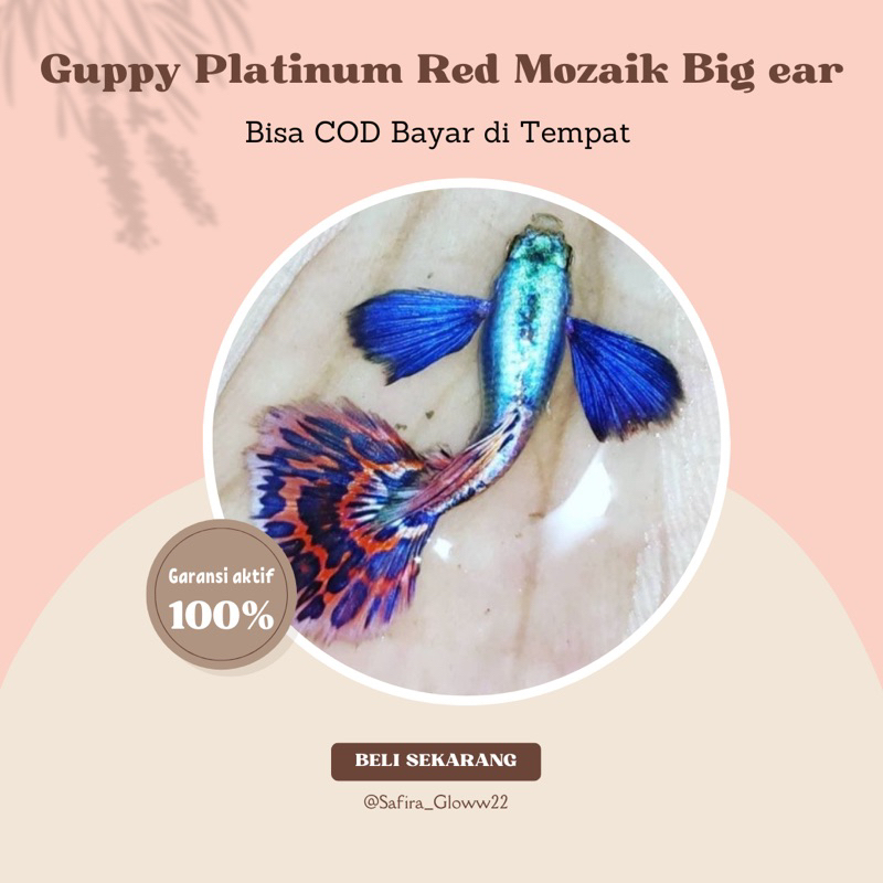 

Guppy Platinum Red Mozaik Big Ear ( PRMBE ) ~ Hiasan Aquarium