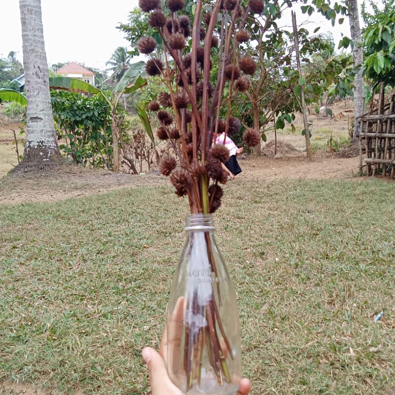 bunga pompom kering] pompom kering] hiasanaestetik