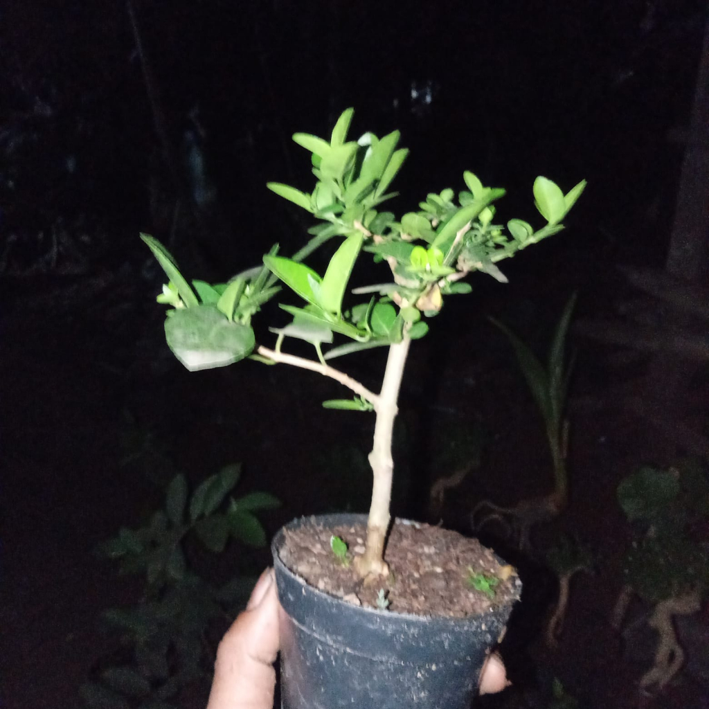 mame bonsai sancang mini bonsai