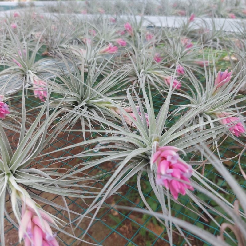 Paket Tillandsia Houston Cotton Candy Isi 4 sudah berbunga