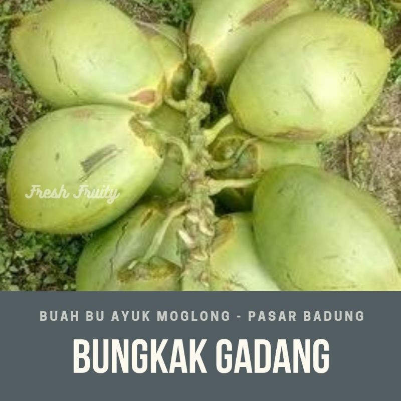 

bungkak gadang atau kelapa hijau/pcs
