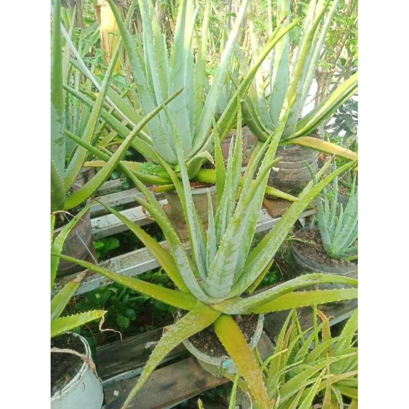 Bibit Aloevera Lidah Buaya Jumbo Kalimantan