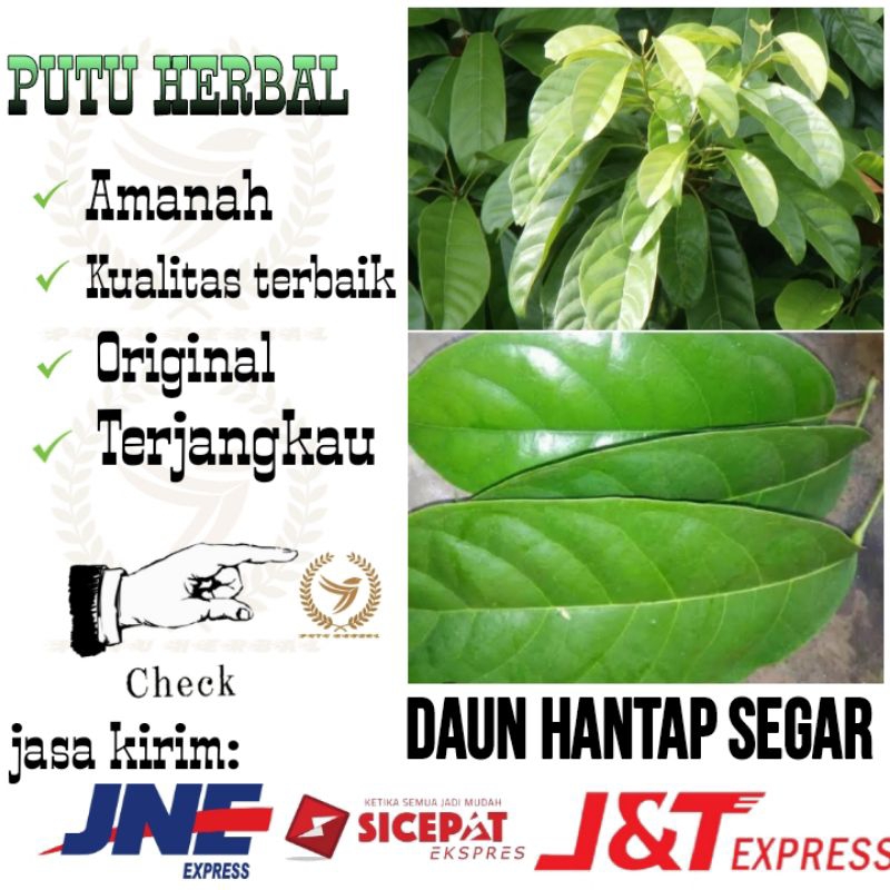 

daun hantap segar | Daun hantap fresh dan bersih