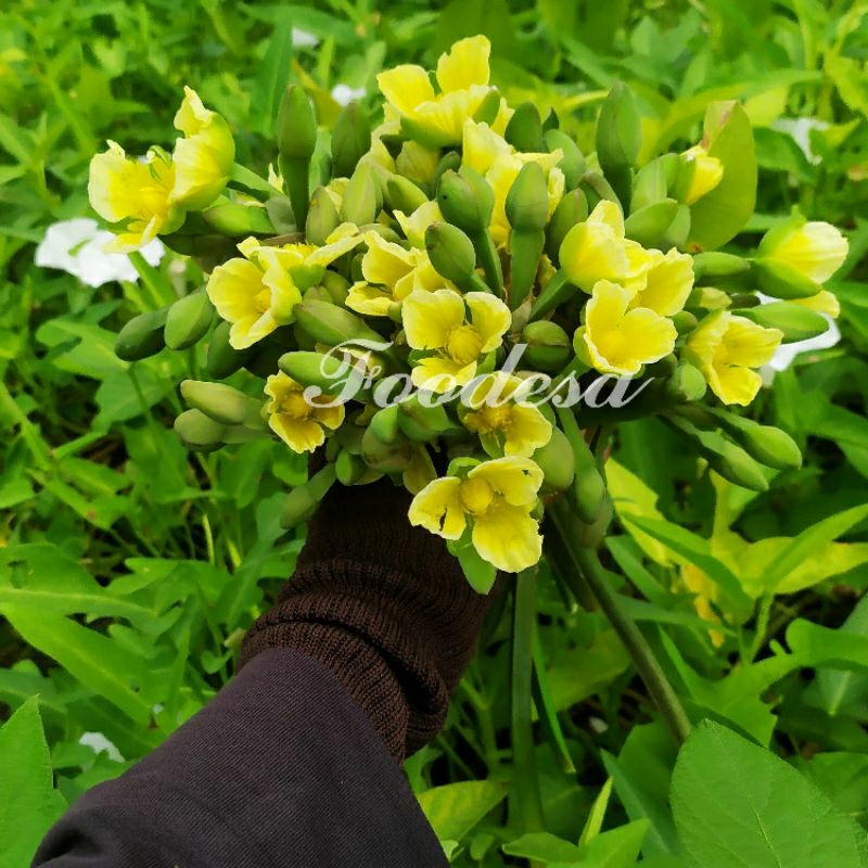 

Bunga genjer pentel sayur genjer