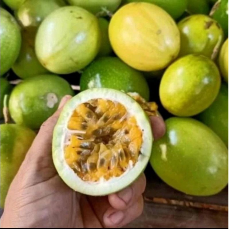 

Buah markisa Oren|rasa madu