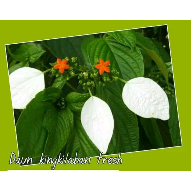 

daun kingkilaban fresh