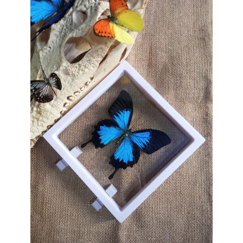 PAJANGAN HIASA MEJA AWETAN KUPU KUPU ASLI KUPU KUPU BIRU GUNUNG