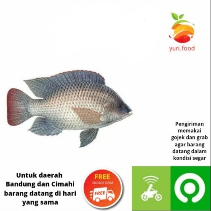 

Ikan nila 500gr