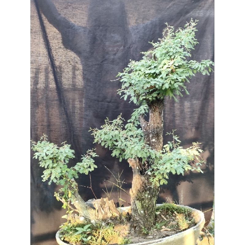 Bahan Bonsai Arabika Large