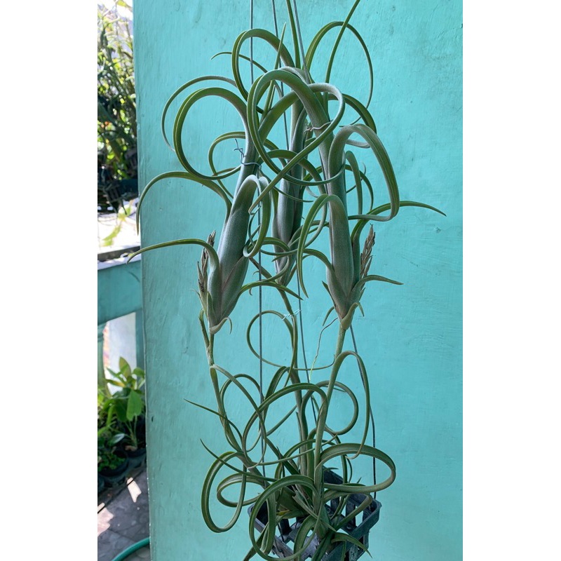 Tillandsia Intermedia Giant cabang