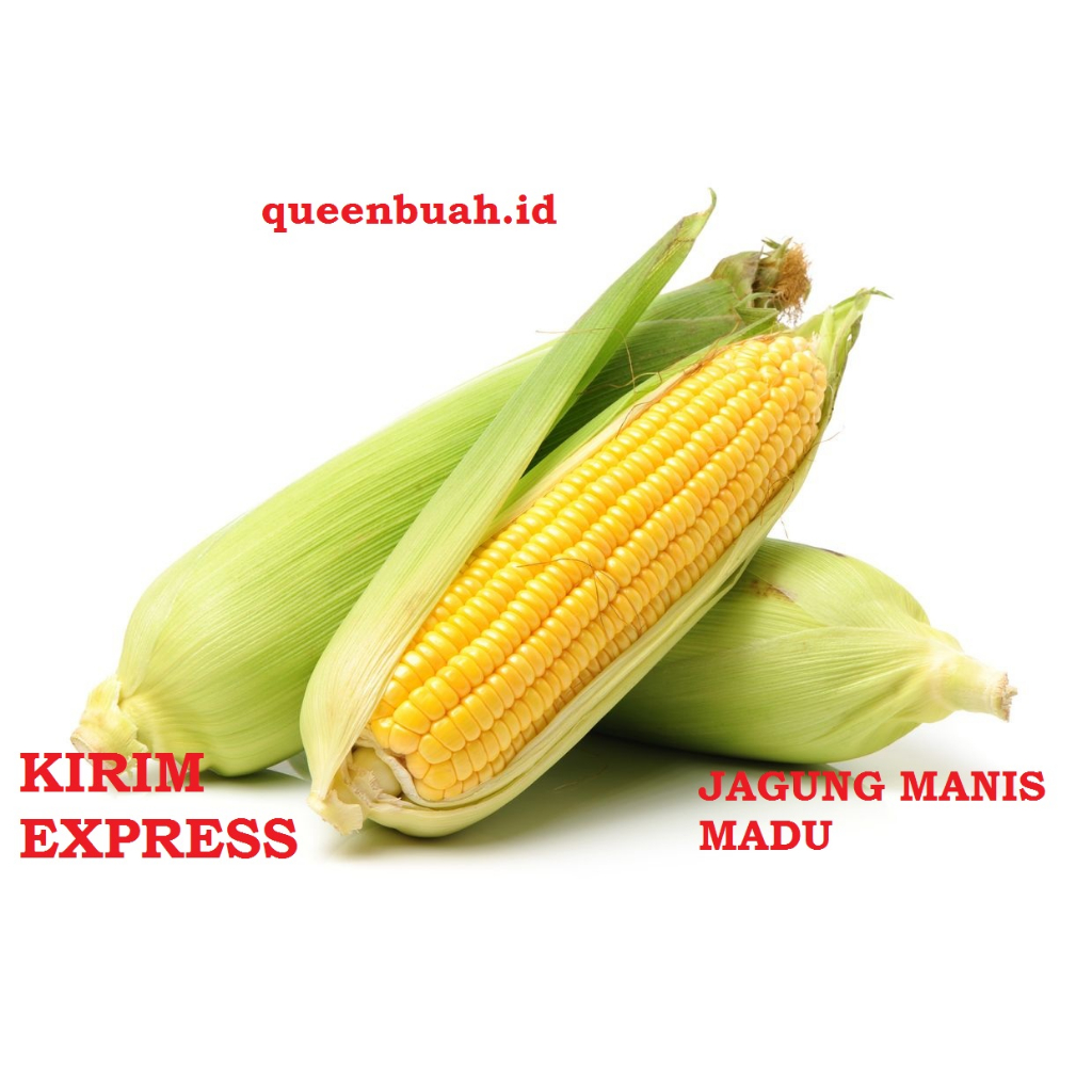 

QUEENBUAH - JAGUNG MANIS MADU | @PER BATANG