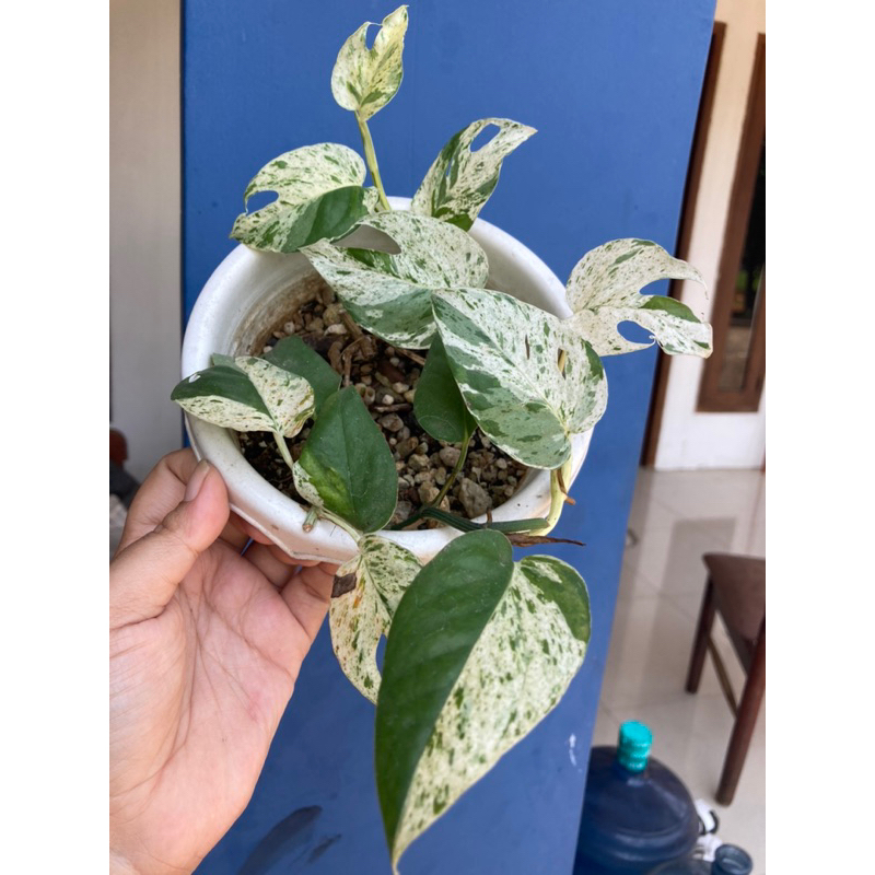 epipremnum pinnatum marble variegata indukan