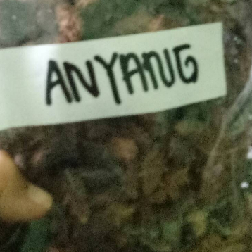 

JAMU TERMURAH ANYANG-ANYANG- 250 GRAM