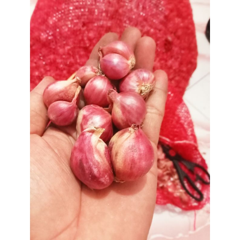 

Bawang Merah