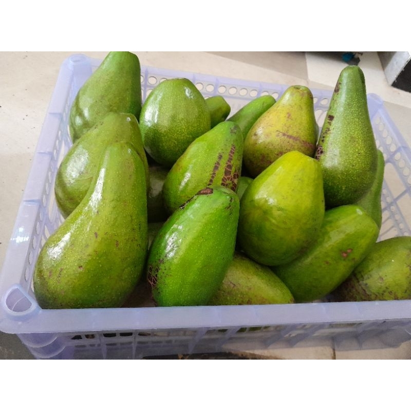 

alpukat dus/karungan 65kg ,per kg 26k uk c 56 buah