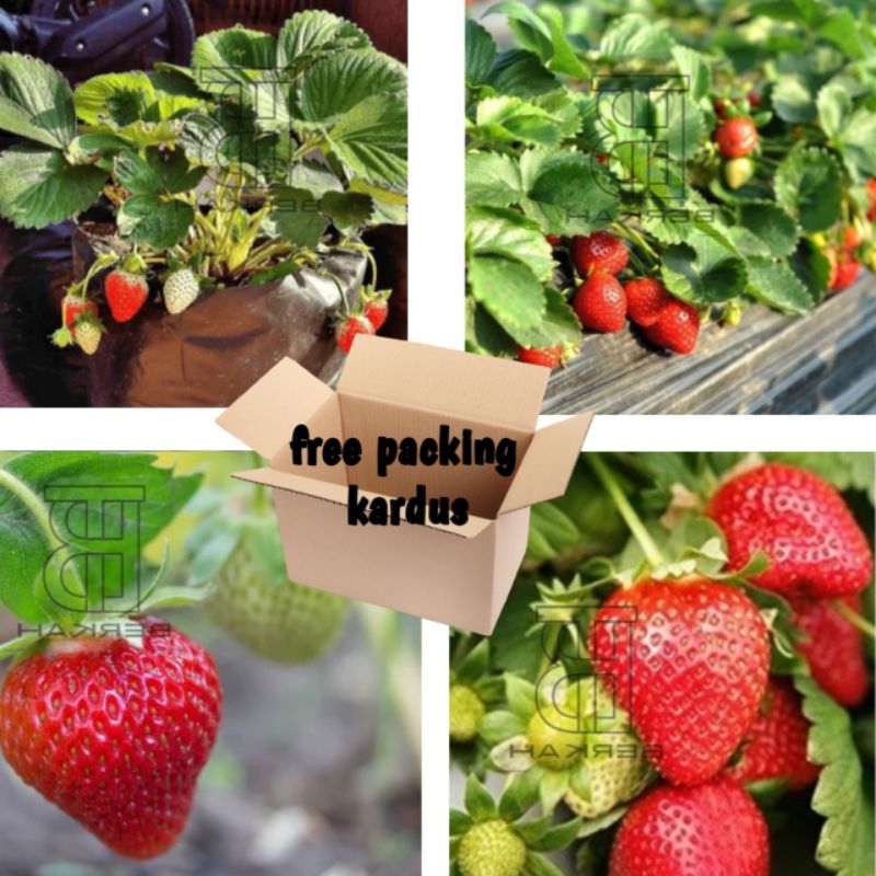 Bibit Tanaman strawberry  California/Strawberry termurah/Bibit Strawberry