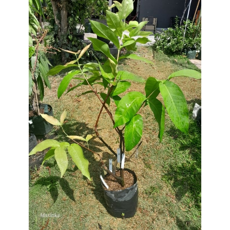 bibit jambu air 3 jenis