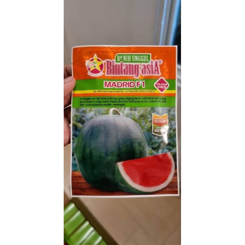 bibit semangka non biji madrid