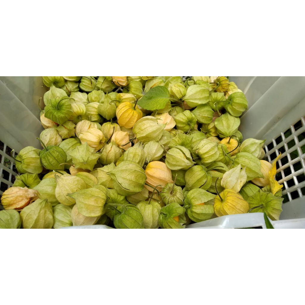 ciplukan 1kg fresh jumbo murah