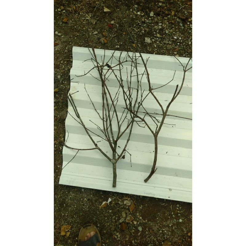 BATANG RANTING/ RANTING DEKORASI/BUNGA HIAS/BUNGA PLASTIK/TANAMAN HIAS