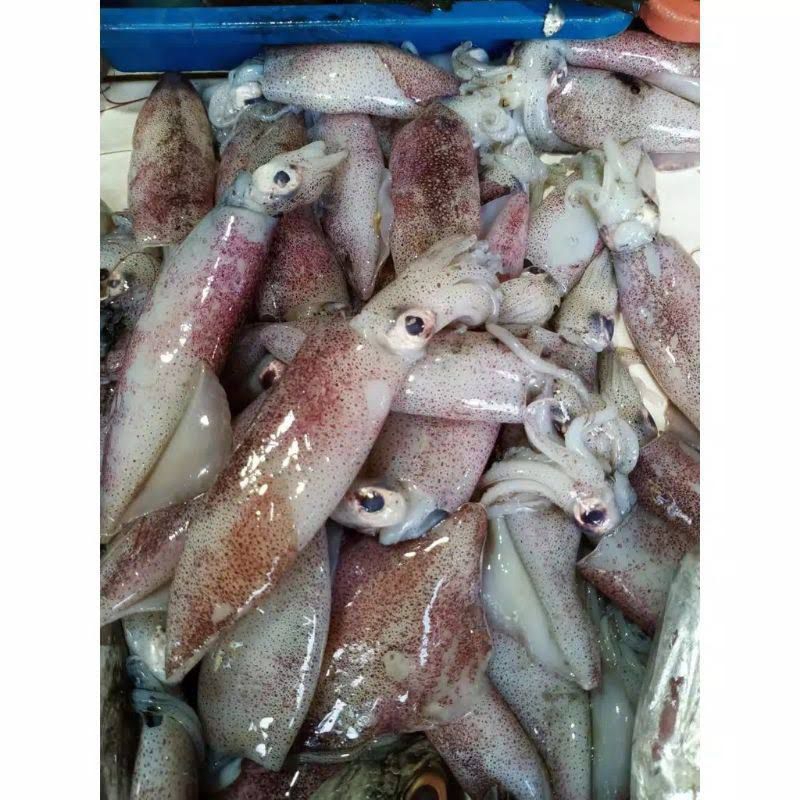 

Ikan cumi Fresh